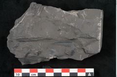 Foto (Detailansicht) von Callipteris sp.  (NHMW-GEO-2024-0188-10917)
